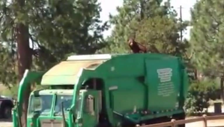 Hungry Or Maybe Just Lazy Bear Rides On Top Of Garbage Truck For 5 Miles