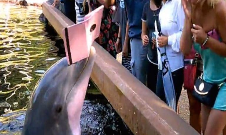 Smug-Ass Dolphin Snatches iPad From Deserving Victim