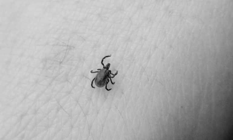 Can Marijuana Help With The Symptoms Of Lyme Disease?