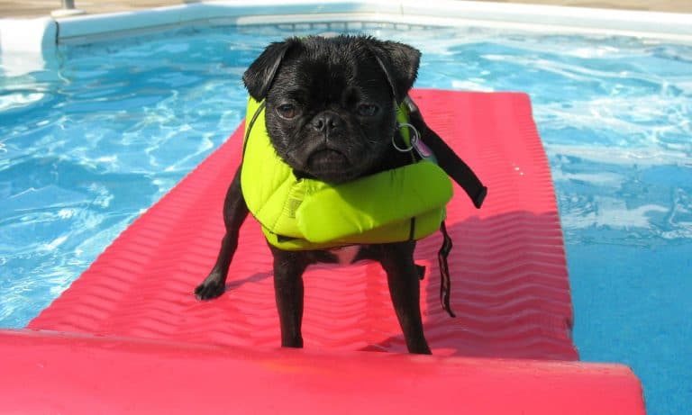 You Haven’t Lived Until You’ve Seen These Photos Of Dogs. On Floaties. In Pools.