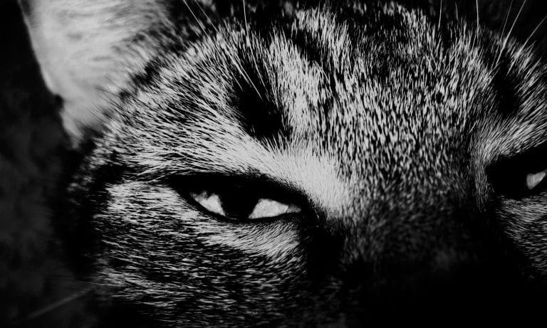 Pets In Pain? This Unconventional Medicine Can Help