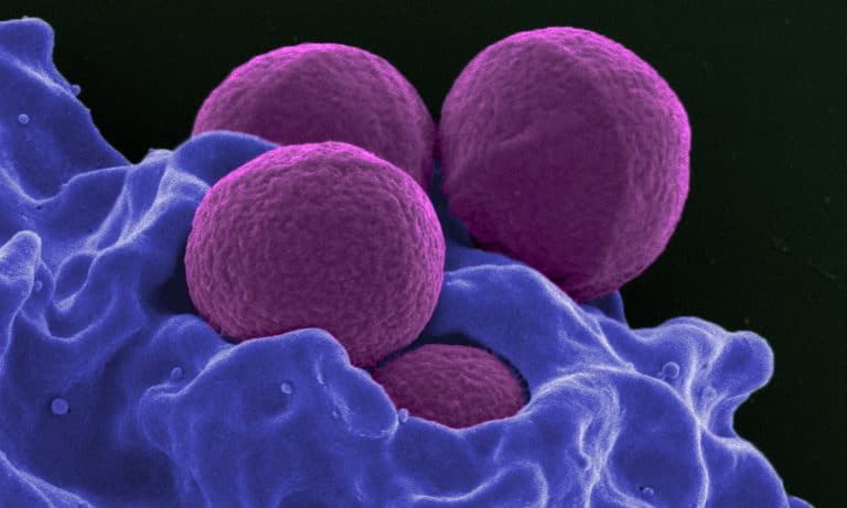 Can Marijuana Help With Antibiotic-Resistant Superbugs?