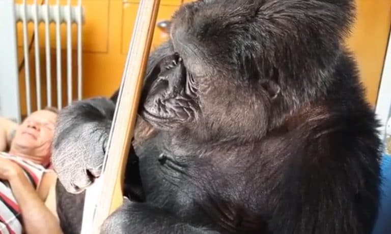 Koko The Gorilla Charms Flea With Terrible Bass Skills