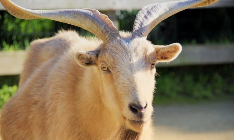 Man Arrested After Neighbors Spot Him “Having Intercourse With A Goat”