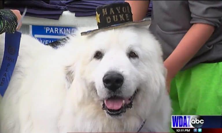 Minnesota Town Reelects Dog Mayor for Third Term