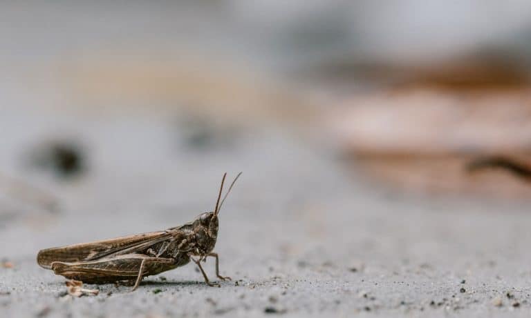 NYC’s Infamous Cricket Lady Arrested For Nightmare Bug Prank In Subway