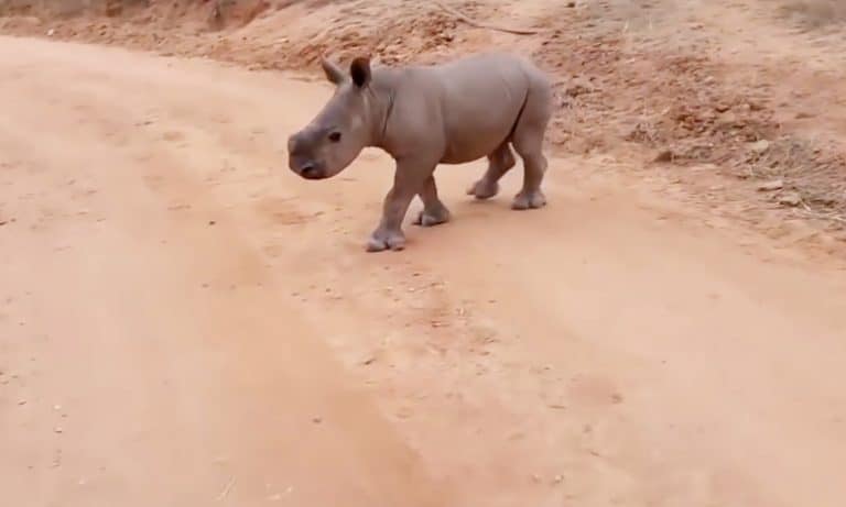 Warren The Baby Rhino