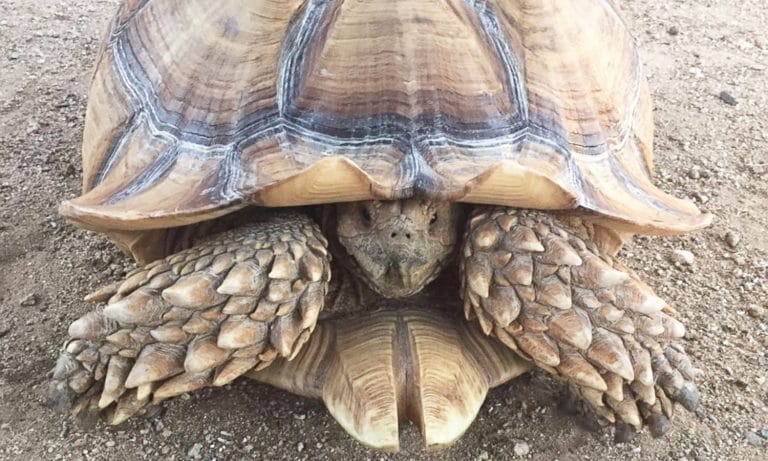 Well-Behaved, Big-Ass Tortoise Returns to Family After Slowly Walking Away From Wildfire
