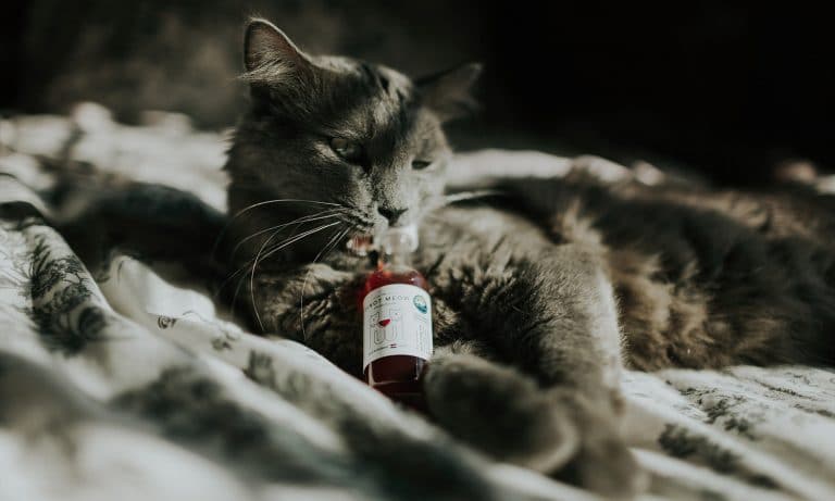 Things That We Love: Pinot Meow And Chardognay