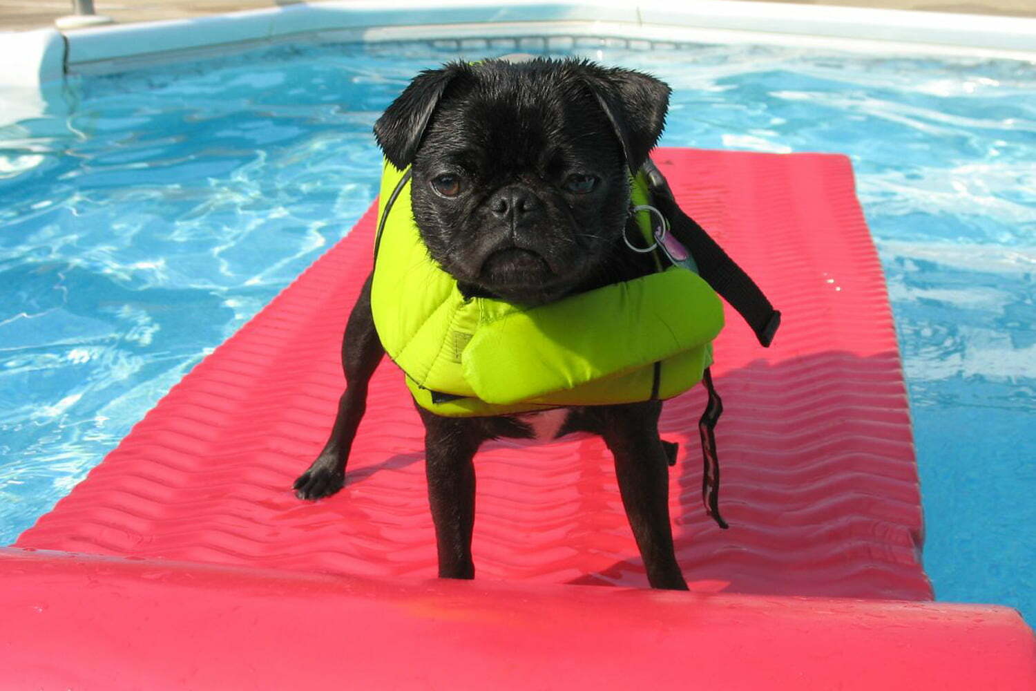 weiner dog floatie