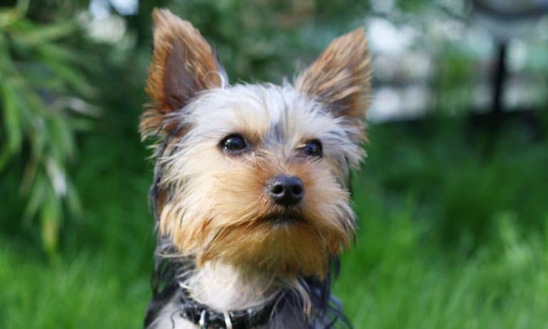 Tiny Dog Can’t Get Enough Of Huge Slide