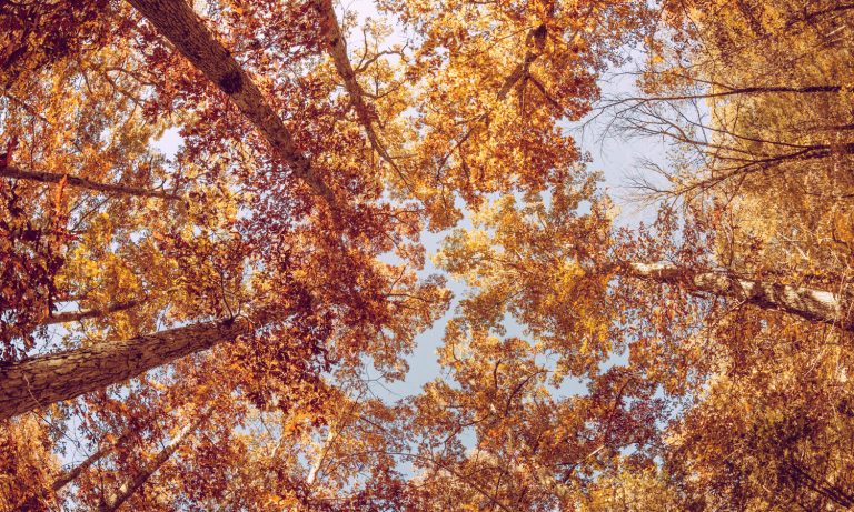 Buzztober: 8 October Rituals That Are Better With Marijuana