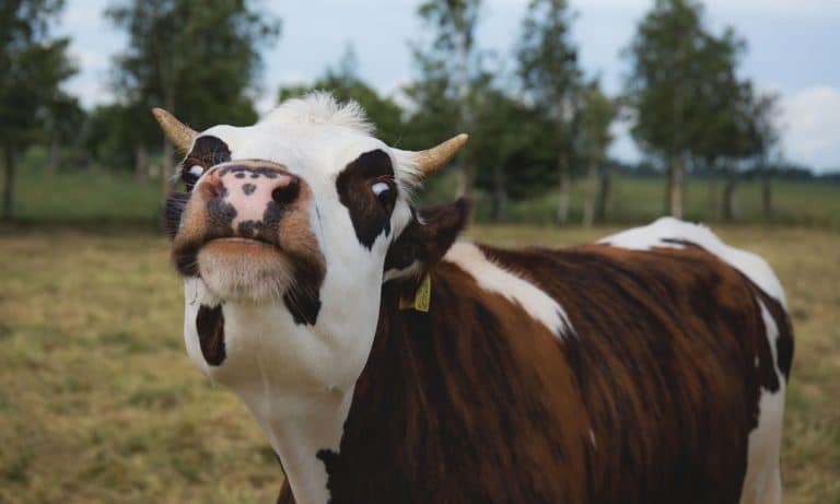 The Good, The Bad, And The Sucky About Cannabis And Mad Cow Disease