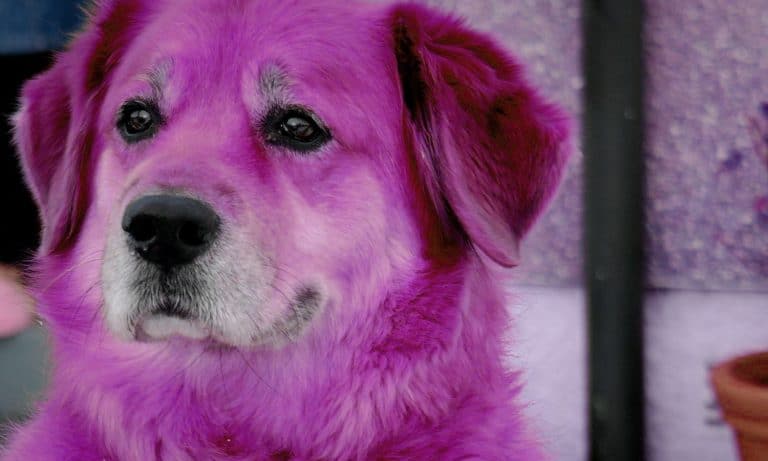 This Dude Broke Into A House And Painted A Dog Purple