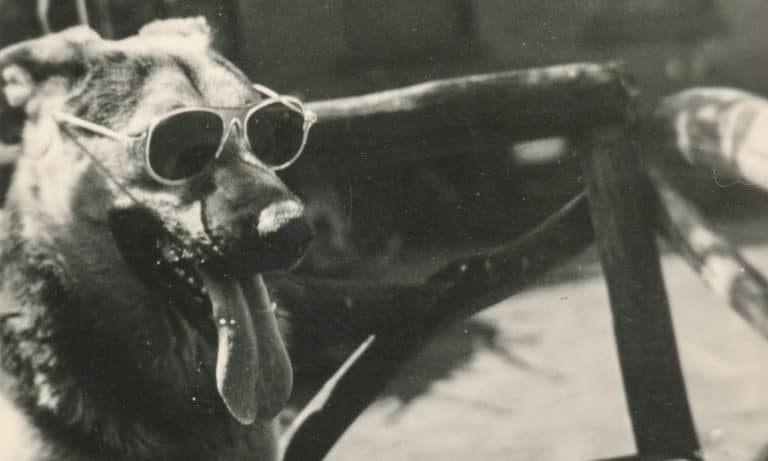 In These Chill Photos, Dogs Are Super Chill About Being Chill