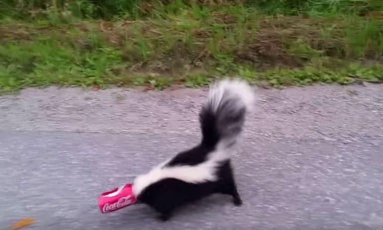 A Man Helping A Skunk Get Un-Stuck Is The Sweetest Thing You’ll See Today