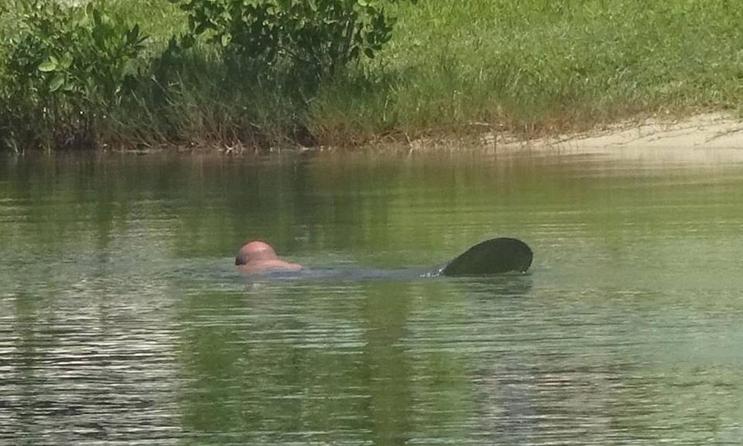 Florida Man Busted By Cops For Riding Manatees