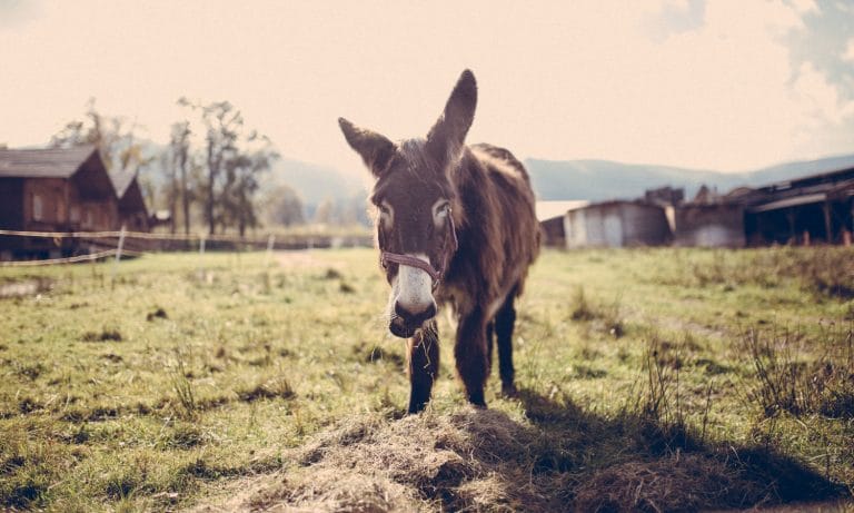 This Guy Was Caught Having Sex With A Donkey And Blamed Marijuana