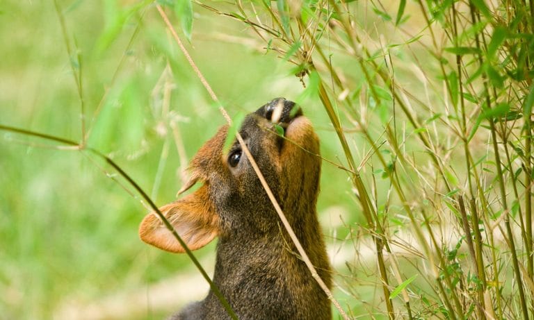 Pudú: Take A Moment To Learn About The Cutest Darn Deer