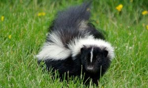 skunk mail