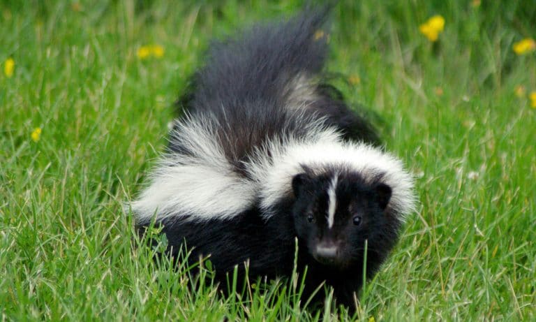 Worst Job Hunter Ever Mails Dead Skunks To The Competition