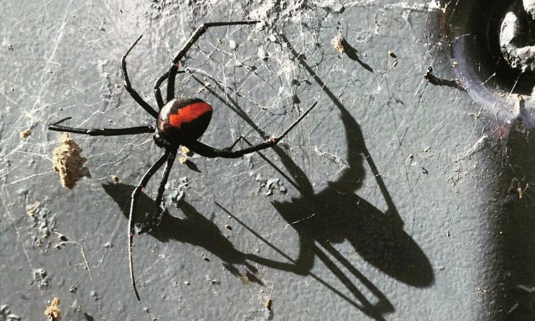 Cursed Man’s Penis Bitten By Venomous Spider: Again!