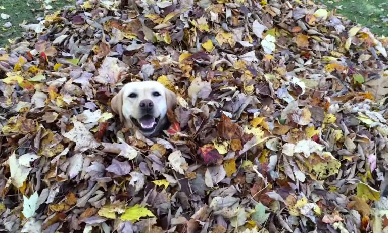 Watch This Very Good Dog Play Fetch In A Leaf Pile