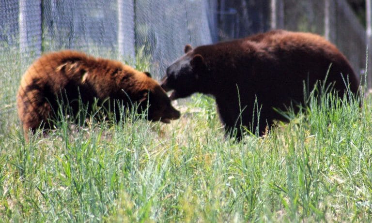 Man Badly Mauled After ‘Probably’ Interrupting Bear Sex