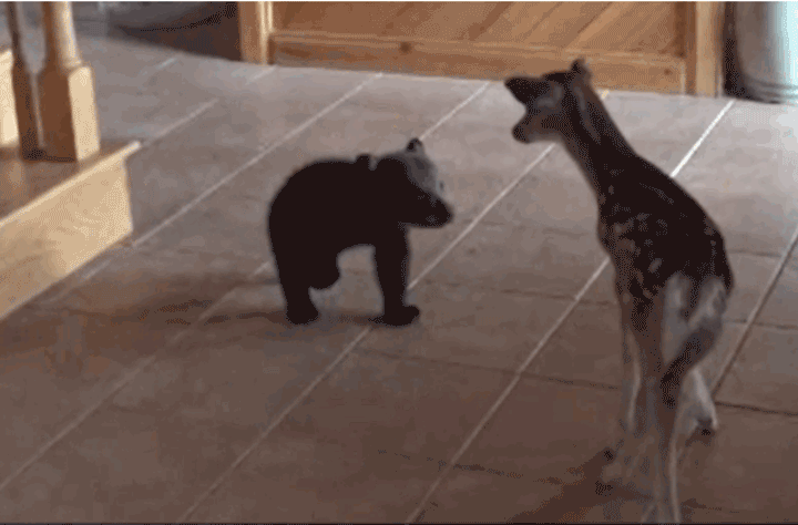Baby Bear Becomes Shy After Meeting A Fawn
