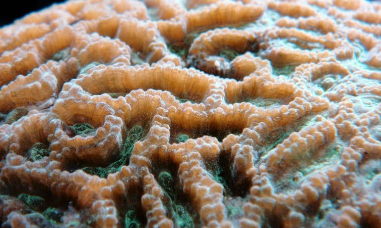 Medical Marijuana Vs. Brain Cancer: What’s On The Horizon