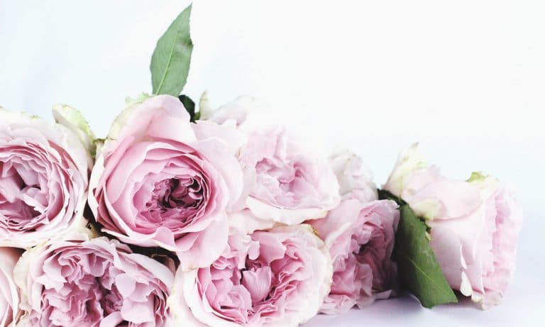 Study: Marijuana Slows Down The Growth Of Breast Cancer Tumors