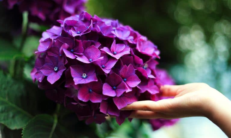 Study: Medical Marijuana Has Serious Anti-Arthritic Capabilities