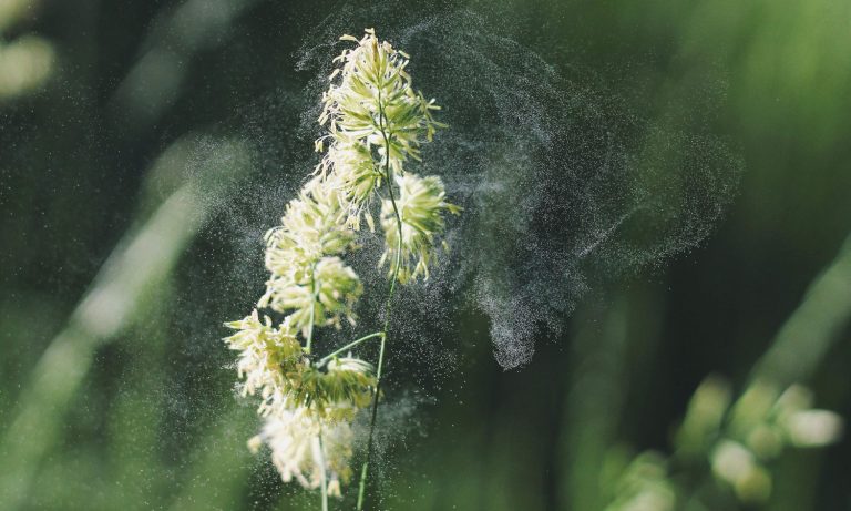 Believe It Or Not, You Can Smoke Marijuana If You Have Asthma