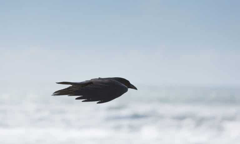 Snitch: Crow Finds Bag Of Drugs In Trash, Leaves It On Ground For Cops