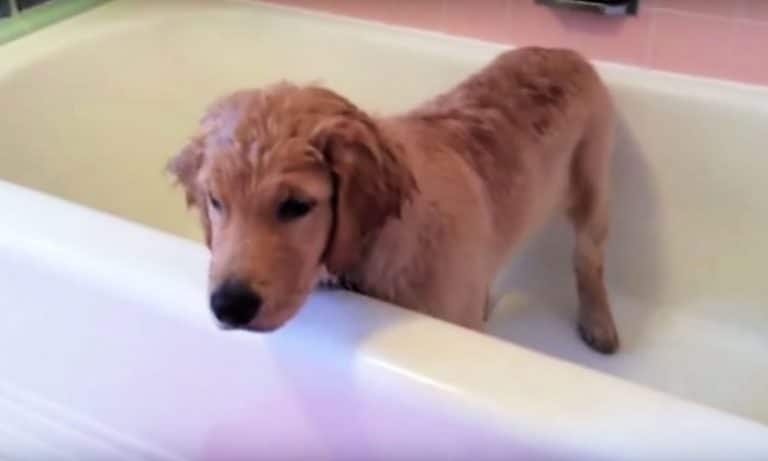 This Self-Bathing Dog Is Very Good At Finding His Own Chill