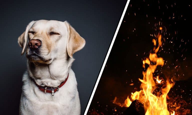 Hero on LSD Breaks Into Neighbor’s House to Save Dog From Imaginary Fire