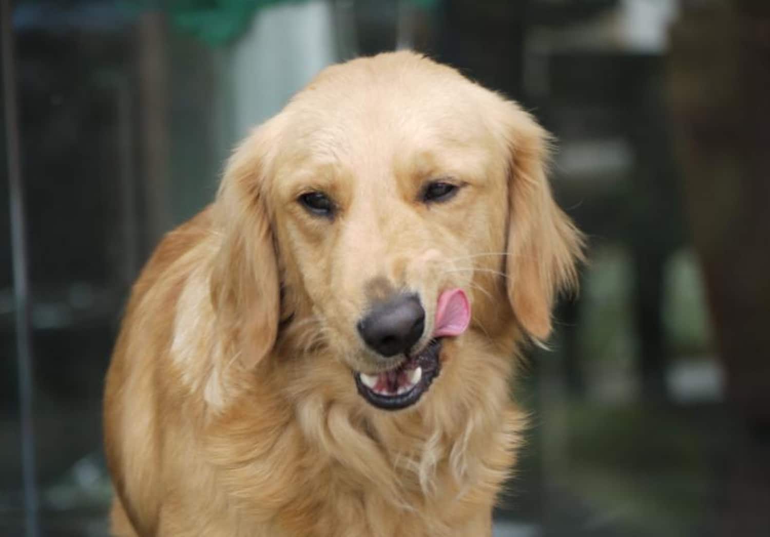 Why Does My Dog Lick Doors