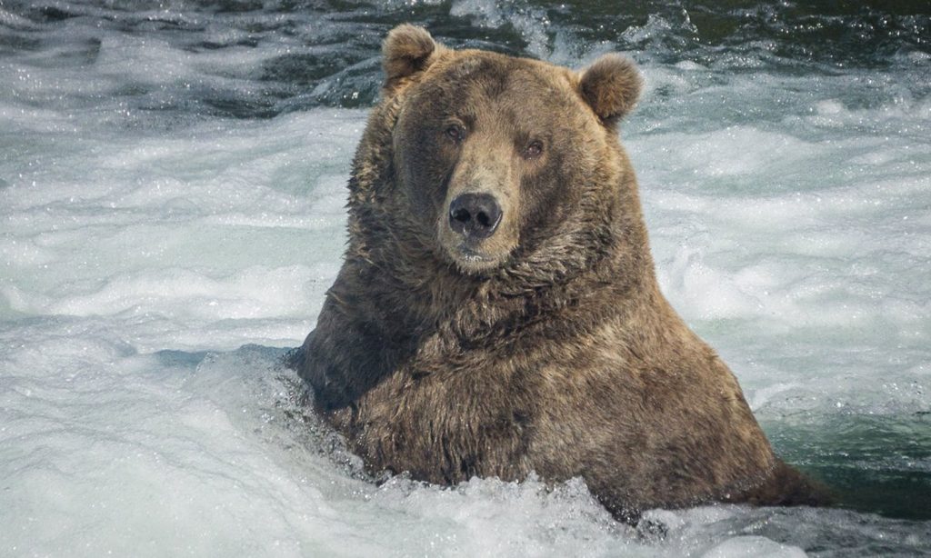 Congrats To Otis, The Fat Bear Champion Of Alaska The Fresh Toast