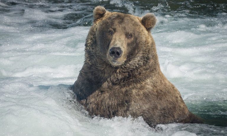 Congrats To Otis, The Fat Bear Champion Of Alaska