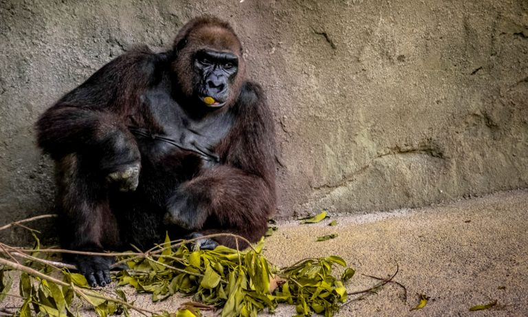 Gorilla Escapes From London Zoo, Is Recaptured Before Becoming Meme