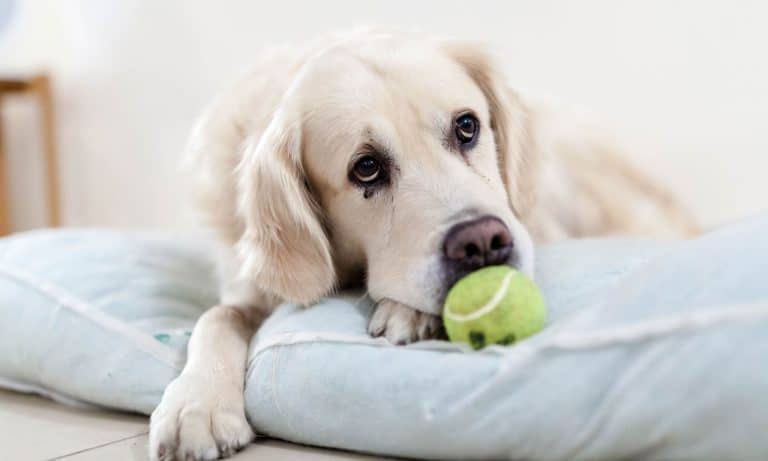 Medical Marijuana For Your Dog: Is It Safe?