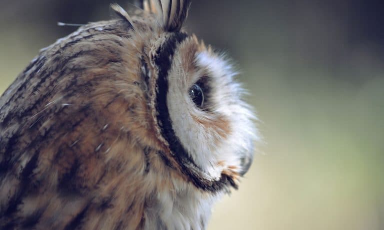 Did You Know That Marijuana Can Give You Night Vision?