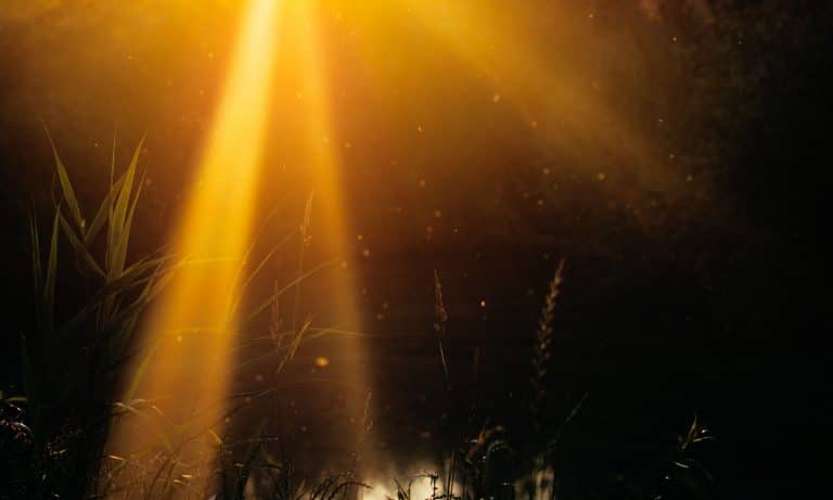 Why Marijuana Is A Power Plant For People With Diabetes