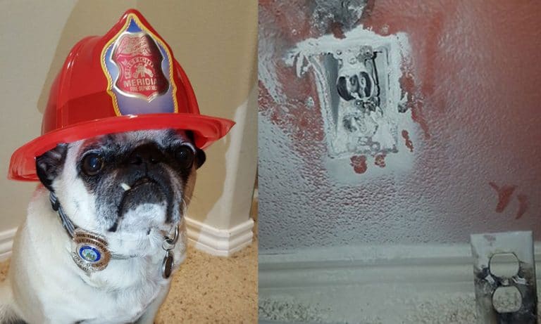 Snaggletoothed Pug Given “Hometown Hero Award” After Rescuing His Family From A Fire