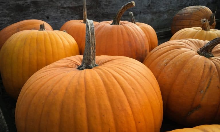 Oh My Gourd! 5 Pumpkin Edibles To Celebrate National Pumpkin Day