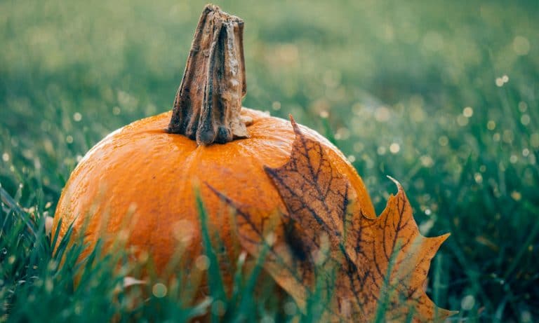 Pumpkin Spice Marijuana Edibles: Now A Thing