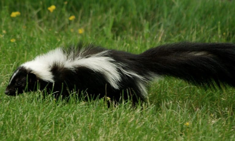 Why Your Marijuana Smells Skunky