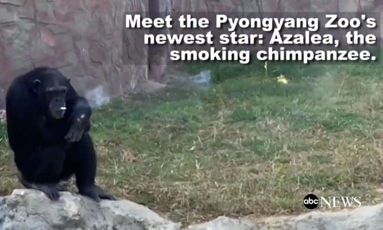 Chimp in North Korean Zoo Reportedly Smokes a Pack of Cigarettes Every Day