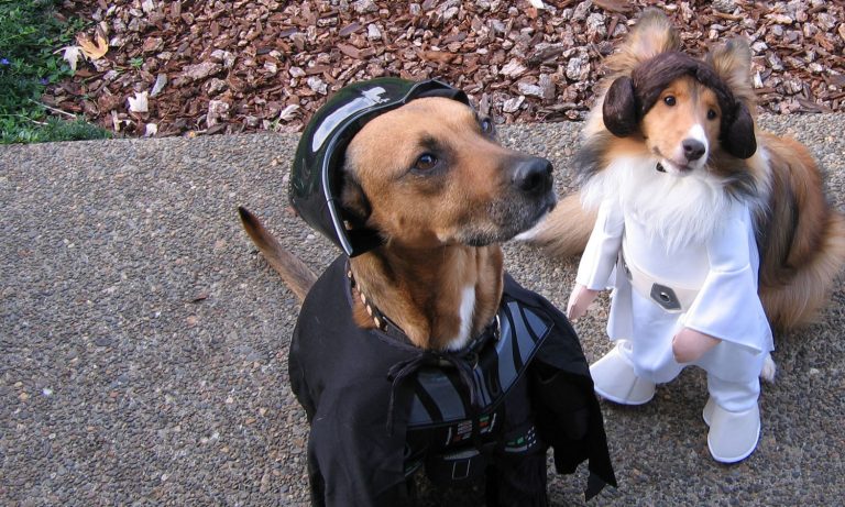 The Top 10 Costumes For Your Favorite Pooch This Halloween