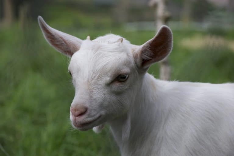 Dressing Up Like a Duck Helps This Baby Goat Deal With Anxiety